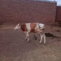 گوساله نر  سمینتال