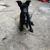 توله ژرمن بلک|سگ|آمل, |دیوار