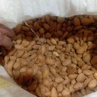 بادام وگردو امسال|خوردنی و آشامیدنی|انزل, |دیوار