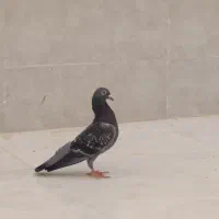 کبوتر|پرنده|ایذه, |دیوار