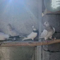 کبوتر|پرنده|چهاردولی, |دیوار