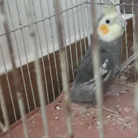 جفت عروس هلندی|پرنده|جیرفت, |دیوار