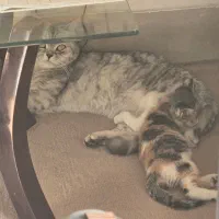 گمشده|حیوانات|بندر گناوه, |دیوار