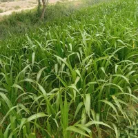 خید سورگوم فروشی آماده درو
