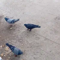 کبوتر رنگی دوری|پرنده|اهواز, کمپلو شمالی|دیوار