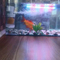 مجسمه داخل شیشه معاوضه با سهره قناری عروس هلندی|مجسمه، تندیس، ماکت|اشتهارد, |دیوار