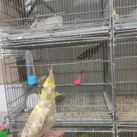 پرنده گم شده|حیوانات|اشکذر, |دیوار