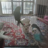 مرغ عشق معاوضه با مینا|پرنده|تربت‌حیدریه, کلاته توکلی|دیوار