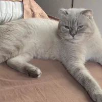 اسکاتیش فولد سیلور فوری