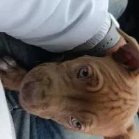 واگذاری آمریکن پیتبول شناسنامه دار