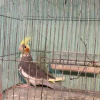 عروس هلندی نره و ماده|پرنده|ماسال, |دیوار