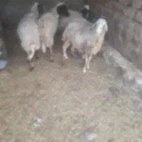 میش سن دار پرواری