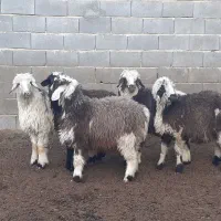 بره ماده،میش،بز،بزغاله|حیوانات مزرعه|مبارکه, |دیوار