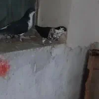 کفتر پشت سرور زرد وخوشرنگ سیاه  ماده|پرنده|شیراز, دودمان|دیوار