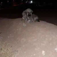 سگ پژدر|سگ|کوهنانی, |دیوار