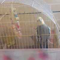 عروس هلندی جفت|پرنده|رومشکان, |دیوار