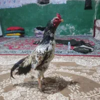 مرغ و خروس|حیوانات مزرعه|سراوان, |دیوار