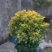 شمشاد طلایی جعبه وپیوندی
