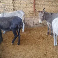 خر یا الاغ کله ی|حیوانات مزرعه|خمینی‌شهر, |دیوار