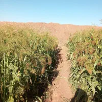 جارو|لوازم نظافت|ویسیان, |دیوار