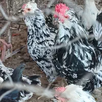 مرغ خروس گلین