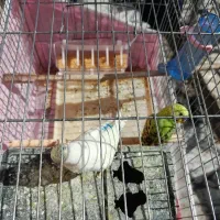 مرغ عشق مولد.ماده رام هست