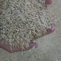 جو آبی|لوازم جانبی حیوانات|قم, آزادگان|دیوار