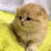 نمونه گربه های گلد کت شاپ افشار بریتیش و اسکاتیش