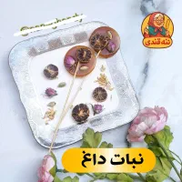 نبات داغ