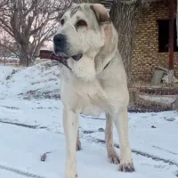 سگ عراقی اصیل دوساله