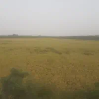 شالی فجر و دم سیاه فروشی