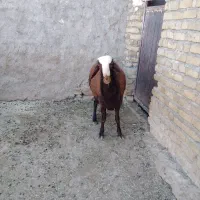 بره قوچ ۹ ماه بهترین نژاد به شرط|حیوانات مزرعه|خاوه, |دیوار