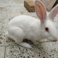 خرگوش چشم قرمز