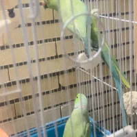 جفت طوطی ملنگو و گرینچیک|پرنده|زرند, |دیوار