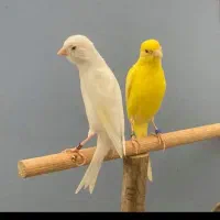 قفس دستباف سهره