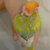 جوجه برزیلی نژاد فیشر رنگ تک و فوق العاده دستی