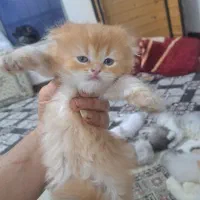 طوله گربه اسکاتیش و بریتیش|گربه|آبادان, |دیوار