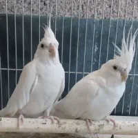 فروش یا معاوضه جفت عروس آلبینو