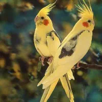 خرید انواع پرنده