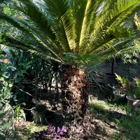 درختچه زینتی سیکاس غول پیکر|گل و گیاه طبیعی|آمل, |دیوار