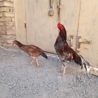 مرغ خروس نسل دار