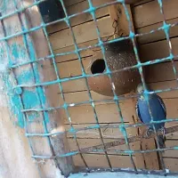 مرغ عشق خاص در رنگهای مختلف و قیمت مناسب|پرنده|پلان, |دیوار