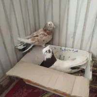 کفتر توقی با یک شازده