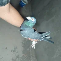 هفرنگ سیاه ضربه. معاضه فقط با هفرنگ زرد.