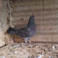 کفتر ۵ تا پرشی نشوندار|پرنده|ری, ولی آباد|دیوار