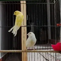 جفت قناری مست آوازه خان و تخم گذار