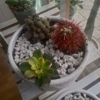 گلهای آپارتمانی زیبا|گل و گیاه طبیعی|قشم, |دیوار