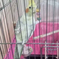 عروس هلندی نر|پرنده|تهران, افسریه جنوبی|دیوار