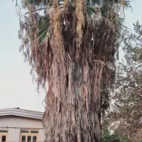 درخت پالم