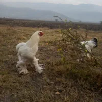 مرغ خروس برهما اصل|حیوانات مزرعه|صادق آباد, |دیوار